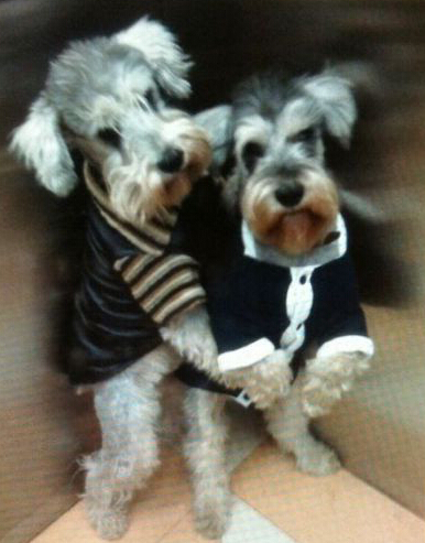 自动扶梯再出事故 夹住狗狗小腿