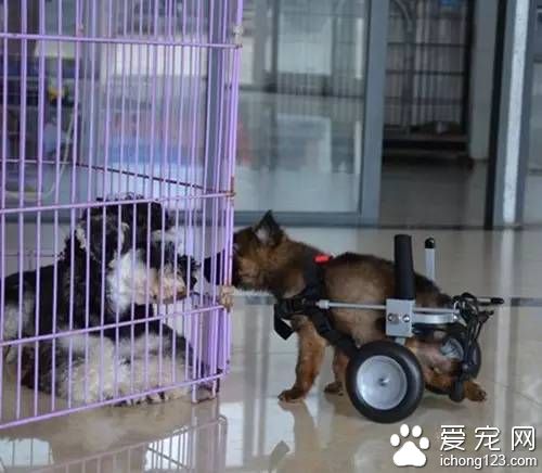 狗狗在问候自己的小伙伴