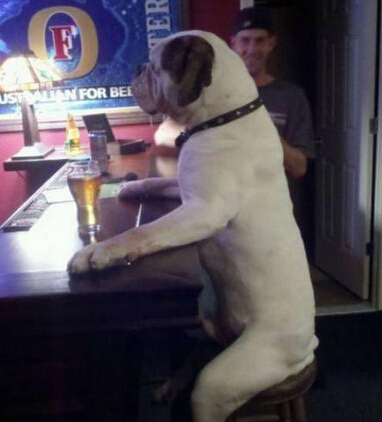 狗狗等宠物啤酒节品尝啤酒萌翻到场群众