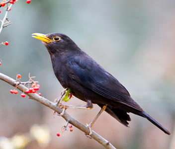 乌鸫雏鸟怎么养 需要补充钙等营养食物