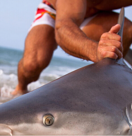 男子徒手抓鲨鱼后放生 呼吁人们保护鲨