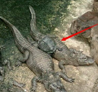 龟兄！胆子可真大啊！