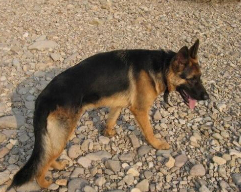 爱犬走丢 狗主人微信圈散步消息2天找回