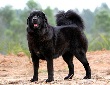 市民被藏獒困在家门口 物业齐心协力牵走狗狗