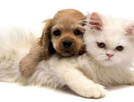 科学解释 猫狗渊源千万年钱已开始