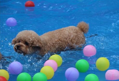 成都欢乐谷举行宠物狂欢party 狗狗撒欢日 