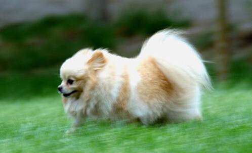 狗狗撒欢破坏绿地 广场提出“宠物禁止入内”