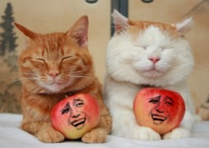 两只抱着苹果的小猫