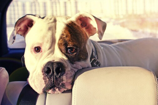 狗狗火场被救 事后“亲吻”战士感恩