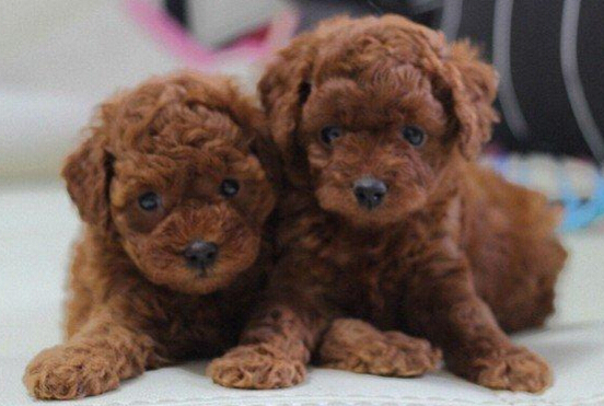 太疯狂！爱狗人士为养狗把儿子寄养到父母家