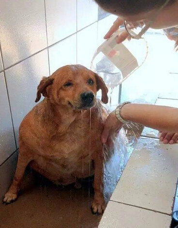 它本可能最幸福的流浪狗 却因爱心差点送命