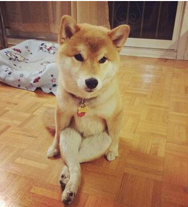 超可爱小柴犬笑不拢嘴 被称小天使