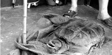 undefined{{pos:,w:,h:}}