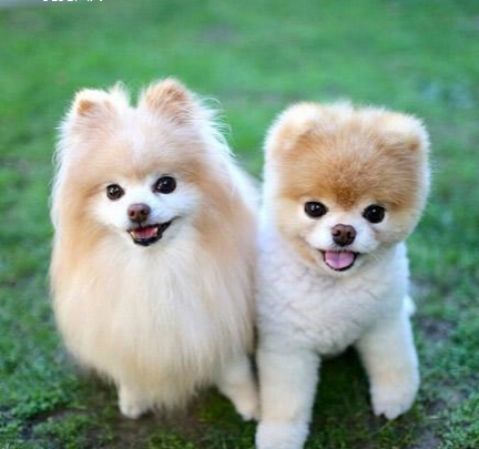 爱狗人士给狗狗带价值百万美金的头饰