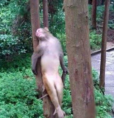 师父，悟空想你想的好辛苦