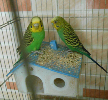 虎皮鹦鹉病了怎么办 常见疾病的治疗方法