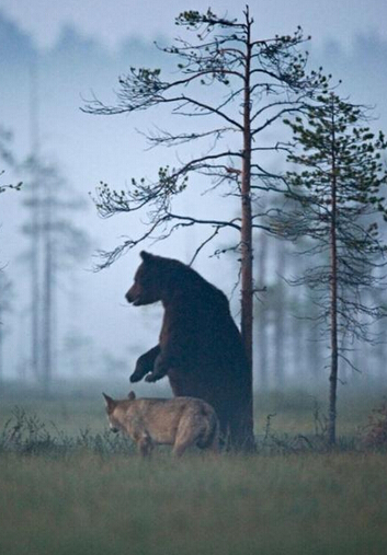 狗狗冲进火场救幼猫 跨物种的无私爱