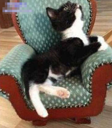 喵哈哈，我也有专属的沙发了！