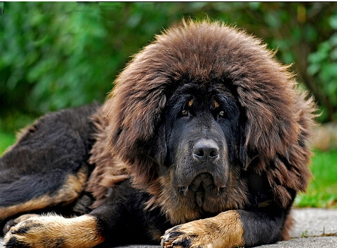 女大学生饲养30只藏獒 只为对狗狗的热爱