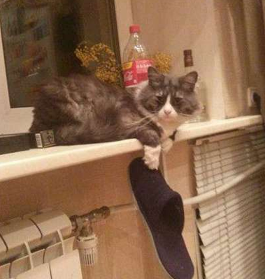 想要拿回拖鞋？先给我做饭吃！