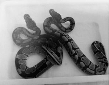 undefined{{pos:,w:,h:}}