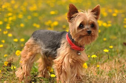 狗狗被困深沟5周 靠猫咪送食物终获救