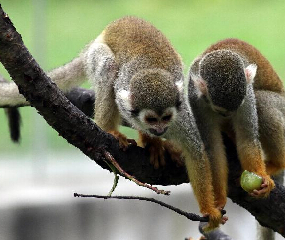 “大圣”驾到 闹街小猴骑金毛 网友：太可爱