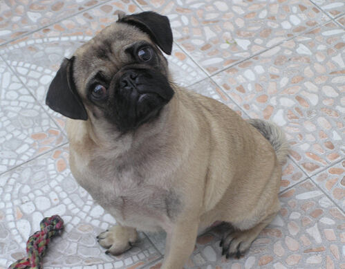 狗狗不幸走失并且出车祸 幸亏得爱宠人士救助