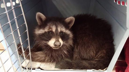 undefined{{pos:,w:,h:}}