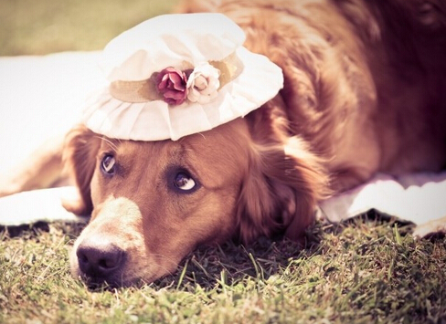 聪明狗狗不仅会唱歌而且还能帮主人看店