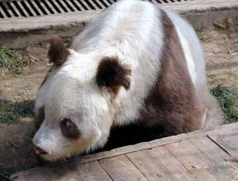 陕西出现棕色大熊猫 几十年仅有5只