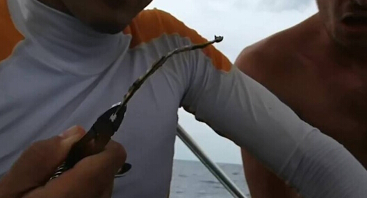 海龟鼻子插入吸管长达12厘米 拔出场景令人揪心