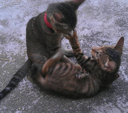 争风吃醋的猫咪