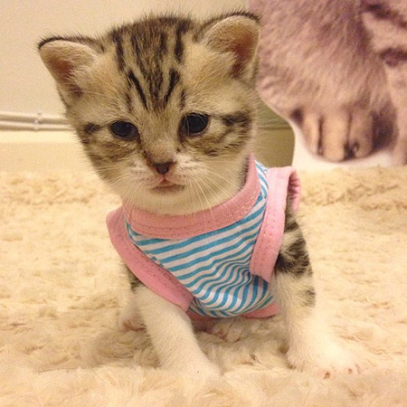 猫咪小宝贝，我的小萌猫