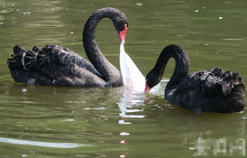 undefined{{pos:,w:,h:}}