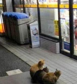 “老大，动手吗？”“等等，时机未到！”