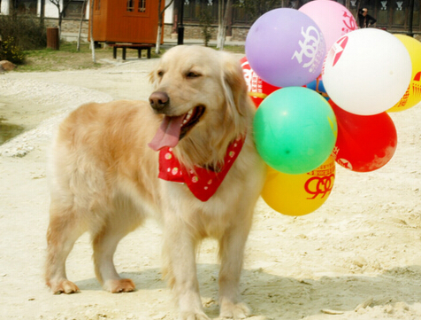 女孩为专心养狗舍弃工作专心在家养狗