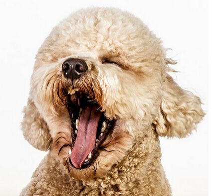 “一家三口”的结婚证 大学生抱狗狗登记结婚