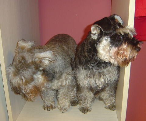 狗妈妈诞生下１9只狗宝宝 乐坏狗主人