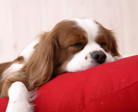 狗狗选美大赛吸引大批市民观众携爱犬来参加