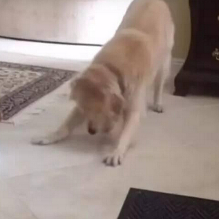 知道自己将被屠宰 白猫爬上铁笼的一幕让无数人心碎！