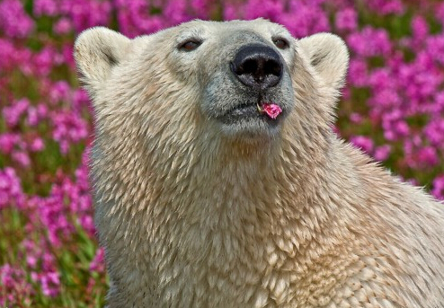 当北极熊遇到夏天 懒散悠闲模样惹人爱