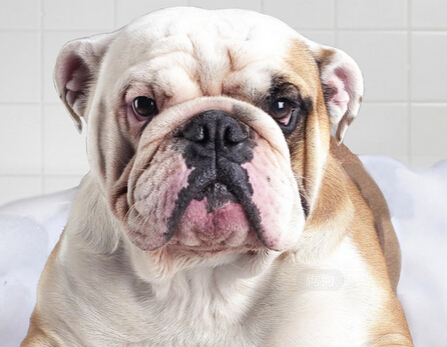 狗狗母爱爆发 从三楼跳下给幼崽喂奶