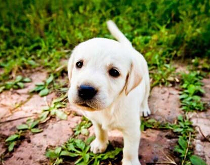 狗狗不幸超市走失 顾客索赔超市无果