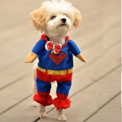 网购狗狗存在隐患 贵宾犬瞬间变成土狗