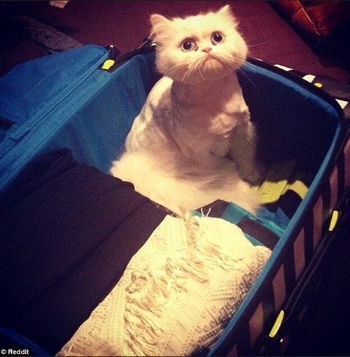 undefined{{pos:,w:,h:}}