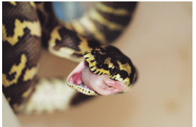 undefined{{pos:,w:,h:}}