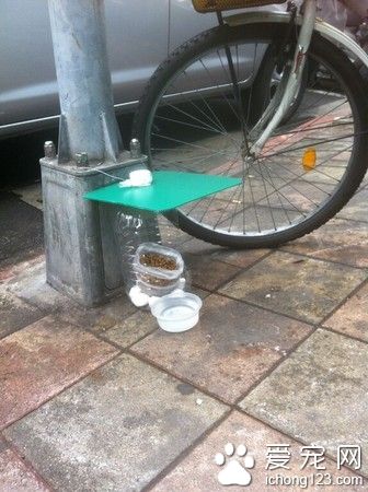 “防雨干粮小站”：流浪猫的贴心小粮仓