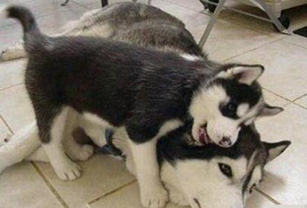 跟麻麻撒娇的小哈士奇~~