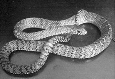 undefined{{pos:,w:,h:}}